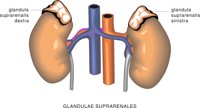 GLAND2.CMX