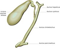 GALL.CMX