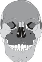 FRTSKULL.CMX