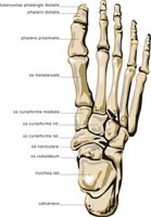 FOOT2.CMX