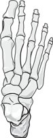 FOOT.CMX