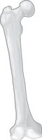 FEMUR.CMX