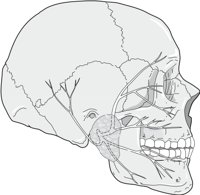 FACIALN.CMX