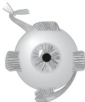 EYEEXT.CMX