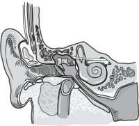 EARINT.CMX