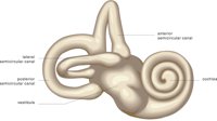 EAR5.CMX