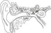 EAR.CMX
