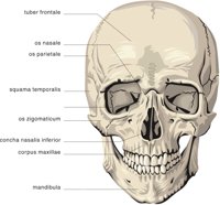 CRANIUM2.CMX
