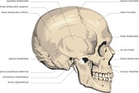 CRANIUM.CMX