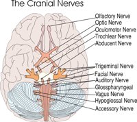 CRANIALN.CMX