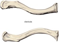 CLAVICUL.CMX