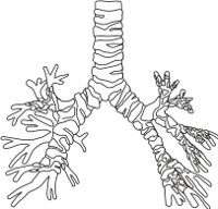 BRONCHI.CMX