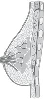 BREASTT.CMX