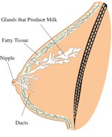 BREAST.CMX