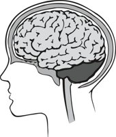 BRAIN_I.CMX