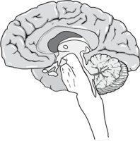 BRAININT.CMX