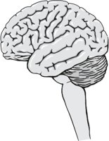 BRAINEXT.CMX