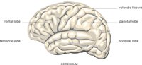 BRAIN3.CMX