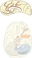 BRAIN.CMX