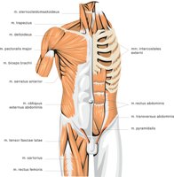 BODYM.CMX