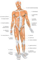 BODY.CMX