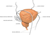 BLADDER2.CMX