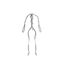 ARTERIES.CMX