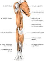 ARM3.CMX
