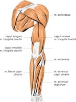 ARM2.CMX
