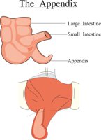 APPENDIZ.CMX