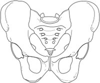 APELV.CMX