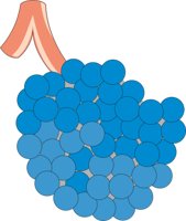 ALVEOLI.CMX