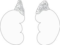 ADRENALS.CMX