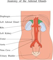 ADRENAL.CMX