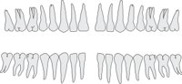 TEETHPRO.CMX