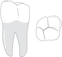 MOLAR.CMX