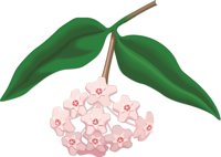 WAXPLANT.CMX