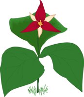 TRILLIUM.CMX