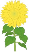 SUNFLOWR.CMX