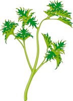 PARSLEY.CMX