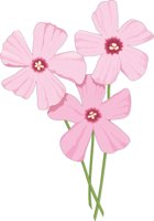 OXALIS.CMX