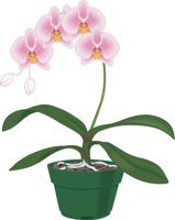 ORCHID2.CMX