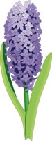 HYACINTH.CMX