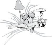 FUNGI.CMX