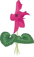 CYCLAMEN.CMX
