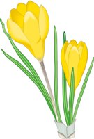 CROCUS.CMX
