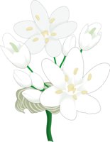 ALLIUM.CMX