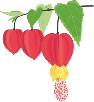 ABUTILON.CMX