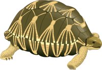 TORTOIST.CMX