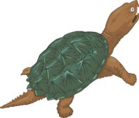 SNAPTURT.CMX